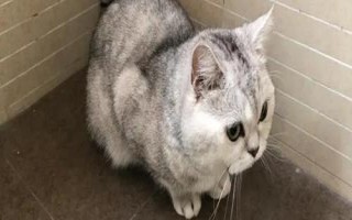 猫咪为什么喜欢去卫生间喝水，可能是猫喜欢活水