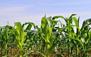 LD202玉米种子特点，春播出苗至成熟128天