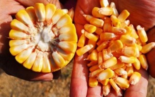 海禾17玉米种子介绍，注意防治丝黑穗病