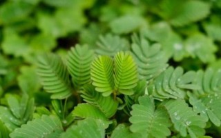 含羞草需不需要施肥，需要适量施肥