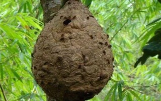 葫芦蜂冬天是否会死亡，除了已经交尾的蜂王以外均会死亡