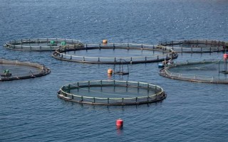 塞内加尔海域渔业资源丰富是什么原因，当地气温适宜