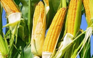 晨光188玉米种子特征特性,防治病虫鼠害