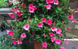 哪些花卉适合夏季种植，包含飘香藤、三角梅等品种