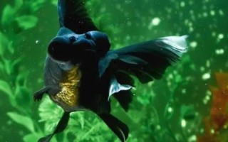 刚刚孵出来的金鱼怎么养，首先保证饲养密度不能太大