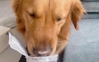 狗狗可以喝酸奶吗,狗狗是可以喝酸奶的