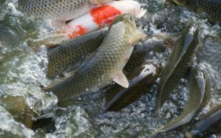 南方人是否真的不吃鲤鱼，江南一带通常不会食用