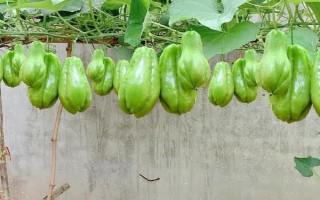 佛手瓜在几月成熟，一般在9-10月成熟