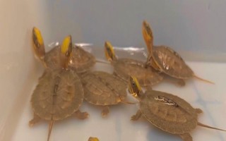 金钱龟苗怎么养殖，定时定量投喂饲料