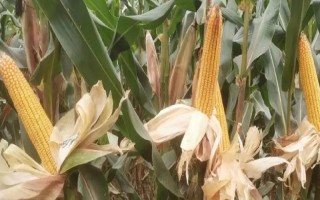 豫禾196玉米品种简介，从出苗至成熟需要100.9天