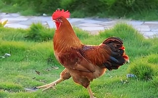 公鸡几个月会打鸣，3-4个月就会打鸣了