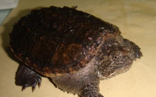 大鳄龟和小鳄龟的区别，外观、捕食方法均不同