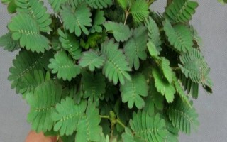 含羞草的水培方法，选择无病虫害的小苗水培