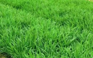 韭菜叶子有白点是什么，可能是韭菜灰霉病导致的