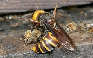 被黄胡蜂蛰了怎么办，远离蜂巢后再用弱酸性溶液清洗伤处