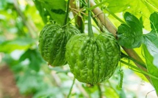 种植苦瓜的时间和方法，北方地区3-4月份可在棚内育苗、长江流域在3月份播种