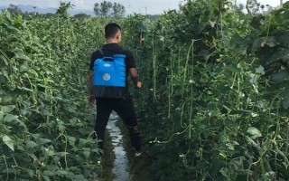 吡虫啉豆角开花后能用吗,可在豆角开花后使用