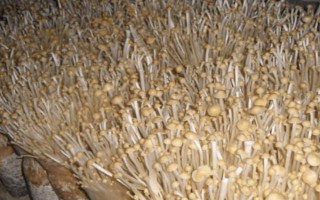 金针菇的种植方法，菌袋适合放置在20-25℃培育室内