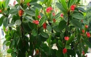 虎刺梅的病虫害，较为常见的有介壳虫和粉虱