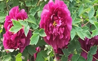 牡丹花的常见品种,常见的有魏紫、姚黄、赵粉等