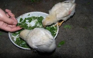 小鸡苗的养殖方法，雏鸡苗一定要注意保温