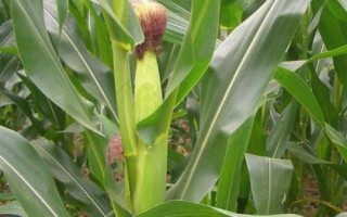 禾汇397玉米品种简介,播种期4月下旬至5月上旬
