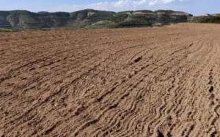 滇龙胆草种子的价格，有些地区每斤可达150元