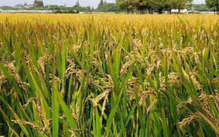 丽粳15号水稻种子简介,全生育期196.8天