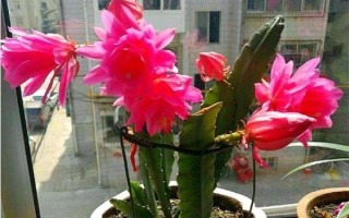 令箭荷花花期如何养护,需给予它优质的通风透气环境