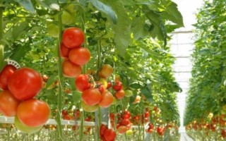 番茄为何坐果率低以及怎么解决，过量使用氮肥会导致植株旺长、继而影响结果