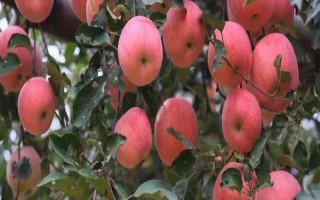 河南适合种植哪些果树，可以选择苹果树、葡萄树和核桃树等