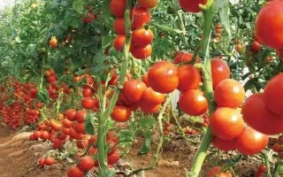 怎么提高番茄的抵抗能力，种植抗病品种是适宜选择