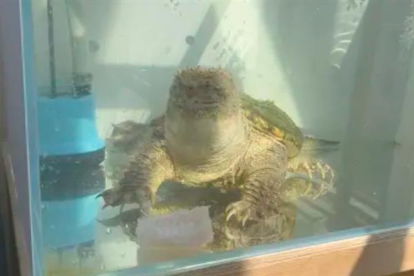 鳄龟的饲养方法，每隔7-10天消毒一次