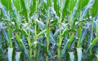 恒玉78玉米品种的特性,适宜播期4月下旬至5月上旬