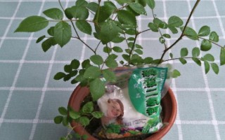 蔷薇叶子干枯能不能存活，根据发生原因采取对应措施便不会死亡