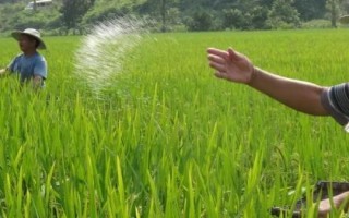 如何正确使用磷肥,以下7个技巧需掌握