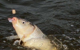 4号伊势尼钓多大的鲤鱼,通常垂钓体重在4斤以内的鲤鱼