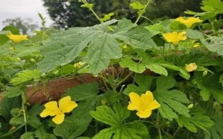 苦瓜的整枝打叉方法，把枝蔓顶端的叶梢剪除可促进侧枝生长