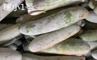 优良的冬瓜品种有哪些,包括一串铃4号、黑将军、早青冬瓜等品种