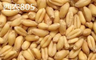 西农小麦种子，常见这6种