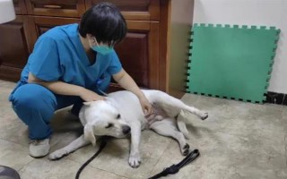 狗狗尿黄是不是上火,上火、缺水、尿路感染等原因均会导致