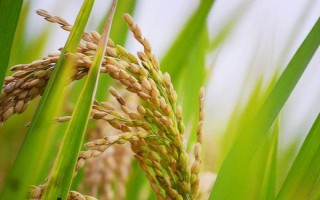 晶两优1468水稻品种简介,秧田期注意施药防治稻飞虱