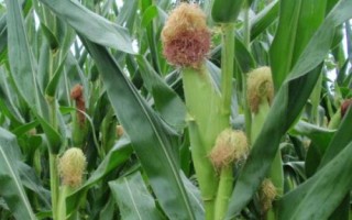 龙育893玉米品种的特性，选择中等以上肥力地块