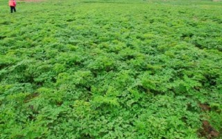 当归根腐病的症状，主要危害植株的根茎