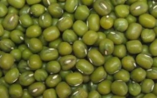 绿豆芽种植技术,选种是培育的第一步