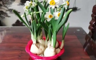 水仙花一直长高不开花的原因，可能是缺少光照或养分不足所致