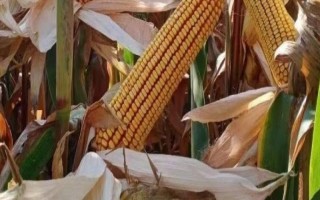 三盛629玉米种子特征特性，基肥应每亩施40千克