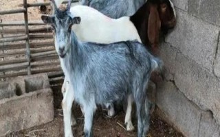 一胎六七只的山羊品种,有青山羊