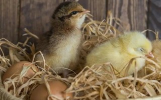 鸡出壳后多久可以离开孵化机，出壳18-36个小时后才可以