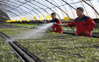 夏季蔬菜育苗要注意什么，及时分苗间苗可让秧苗更粗壮